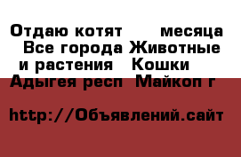 Отдаю котят. 1,5 месяца - Все города Животные и растения » Кошки   . Адыгея респ.,Майкоп г.